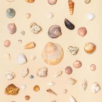 many natural dried sea shells on yellow paper photo