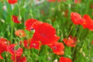 flores de amapola o papaver en el jardín. fondo de naturaleza de primavera foto