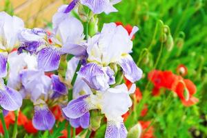 Iris flower and papaver in garden. Spring nature background photo