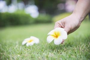 señora recoger a mano la flor de plumeria del suelo de hierba verde - gente con un hermoso concepto de naturaleza foto