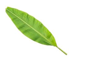 Green fresh banana leaf and stem  with drop of water photo