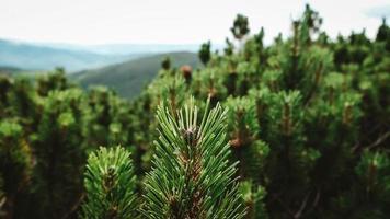 rama de pino verde en el fondo de arbustos y montañas foto