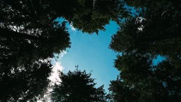 Blue sky through canopy of tall trees in the forest photo