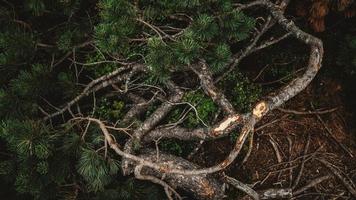 Broken branches of a mountain pine on the ground background photo