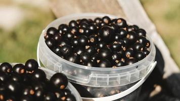 Blackcurrant in a plastic buckets on a wooden shelf photo