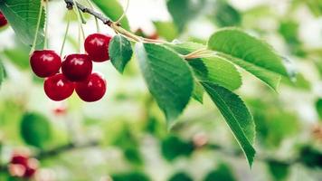 Red cherries growing on a branch of a tree with green leaves photo
