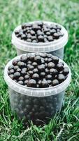 Blackcurrant in a plastic buckets on a background of green grass