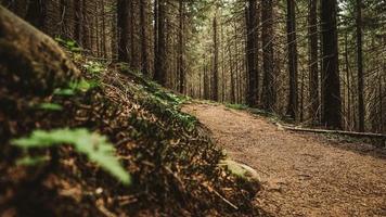 Tourist mountain trail in a pine forest photo