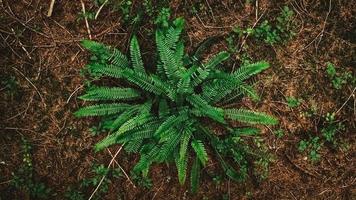 Green fern bush in the wild forest photo