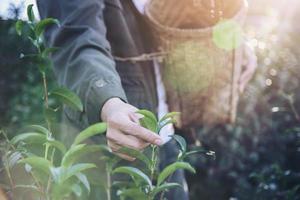 Man harvest pick fresh green tea leaves at high land tea field in Chiang Mai Thailand - local people with agriculture in high land nature concept photo