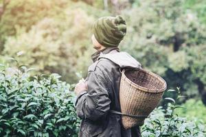 Man harvest  pick fresh green tea leaves at high land tea field in Chiang Mai Thailand - local people with agriculture in high land nature concept photo