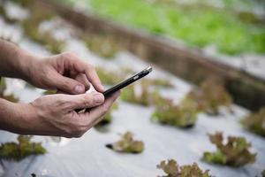 Farm man working in his organic lettuce garden - smart farm people in clean organic agricultural concept photo