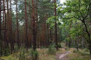 Forest path. Trail through the forest among tall green trees in sunny day. Kampinoski National Park in Poland. Selective focus photo