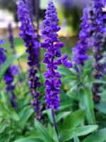 Salvia officinalis. Garden sage flowers photo