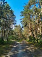 Scenic forest with tall trees, lush foliage and two paths on a blue sky background photo