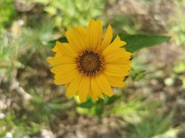 flor amarilla soleada en hierba verde foto