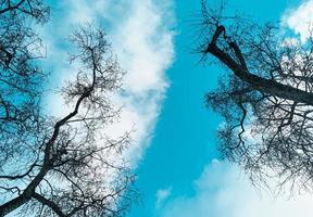 cielo azul y ramas de árboles vacías. árboles tirando de sus brazos desnudos a la luz del sol después de un largo invierno. mirando hacia los árboles y el cielo azul foto