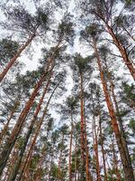 This is a photograph of a spring forest with tall trees and an endless sky taken from the ground photo