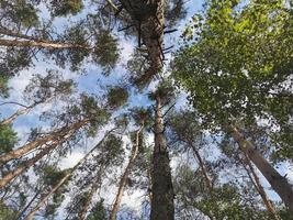 Looking up through a forest trees at a blue sky with white clouds photo