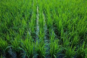 Paddy grass at wet soil rice field. Cultivation agriculture concept. photo