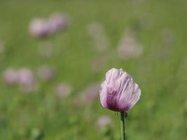 Poppies in westphalia photo