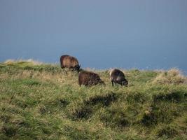 isla de helgoland en el mar del norte foto