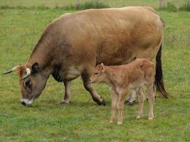 cows in westphalia photo