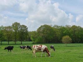 cows in the german muensterland photo