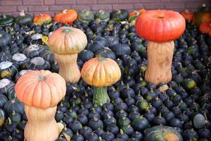 calabazas en el muensterland alemán foto