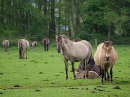 wild horses in the german muensterland photo