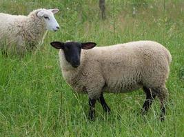 sheeps on a field in germany photo