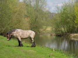 Eibergen in the netherlands photo