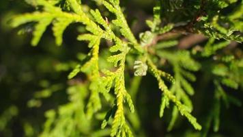 makro skott blad av en citron cypress träd video