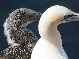 birds on helgoland island photo