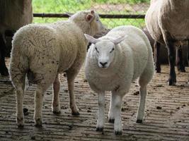 sheeps on a field in germany photo