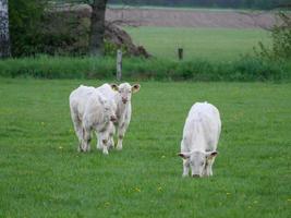 vacas en el muensterland alemán foto