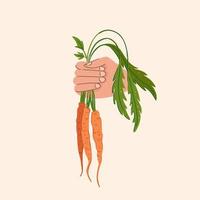 Harvesting carrots vector illustration. Hand with bunches of freshly picked carrots with tops