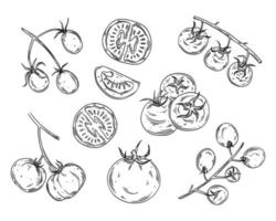 Tomato hand drawn vector set isolated on a white background. Hand drawn whole tomatoes, slices, half and cherry tomatoes in ink style sketch