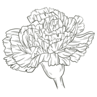 arte de línea de flor de clavel png