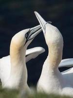 birds on helgoland island photo