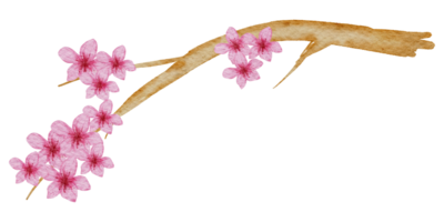 Cherry Blossom flower watercolor png