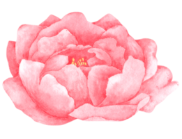 Peony flower watercolor hand paint png