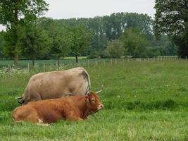 vacas en westfalia foto