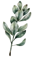 aquarelle et feuille d'olive png