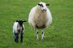 sheeps in the german muensterland photo