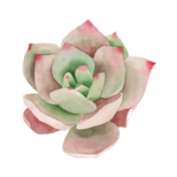 kaktus akvarell handfärg png