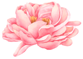 peinture à la main aquarelle fleur de pivoine png