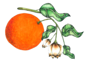 elemento de aquarela laranja png