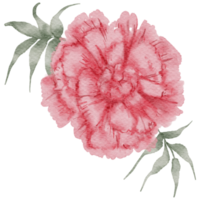 acquerello di fiori di garofano png