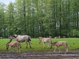 caballos salvajes en westfalia foto